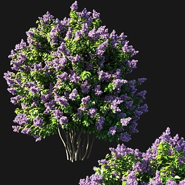 Vintage Syringa Bush 03 3D model image 1 