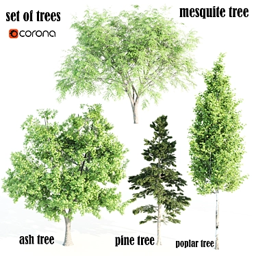 4 Tree Set: Ash, Mesquite, Poplar, Pine 3D model image 1 