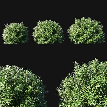 Evergreen Nerium Oleander Bush 3D model image 1 