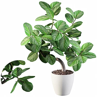 Exquisite Ficus Benghalensis: 3D Plant Collection 3D model image 1 