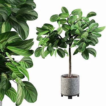 Elegant Ficus Benghalensis: 3D Plant Collection 3D model image 1 