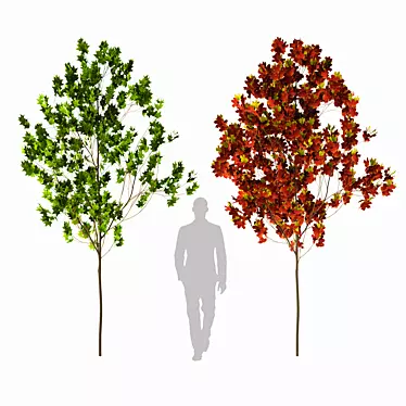 Maple Sugar Tree - 3.77m Height 3D model image 1 