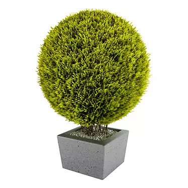 Giant Thuja Folded: 620x620x820mm 3D model image 1 