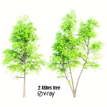 2 Ash Trees - 11m Height 3D model image 1 