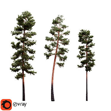 Pinus Sylvestriformis 3-Piece Set 3D model image 1 