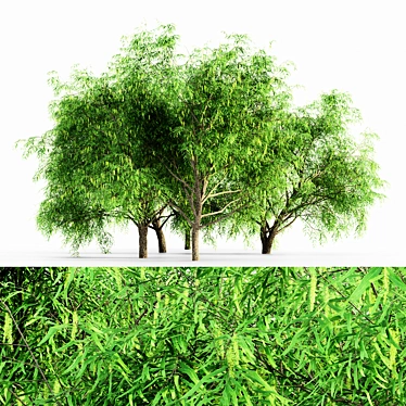  Honey Mesquite Forest: 5 Majestic Trees 3D model image 1 