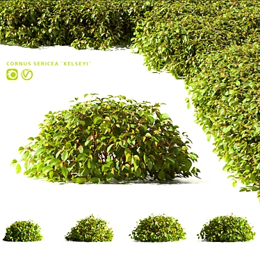 Dogwood Offspring Kelsey | Cornus sericea Kelseyi - Ornamental Shrub Collection 3D model image 1 