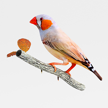 Central Australian Zebra Finch 3D model image 1 