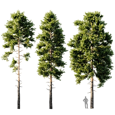 18m Pinus sylvestris Tree 3D model image 1 