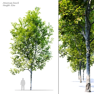 American Beech Tree: Height 12m 3D model image 1 