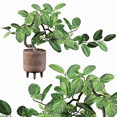 Benjamin Ficus: Stunning Plants Collection 3D model image 1 