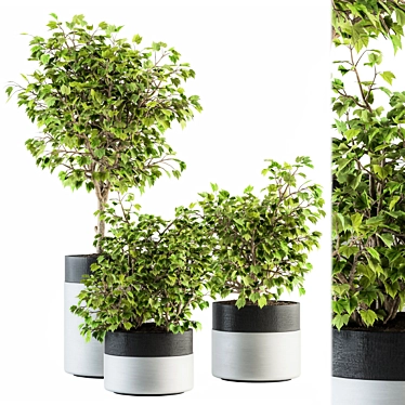 Green Oasis: Indoor Plant Set 3D model image 1 