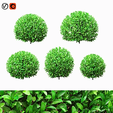 Boxwood Ball Bushes - Set of 5 3D model image 1 