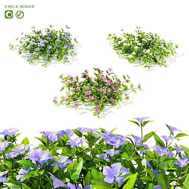 Compact Periwinkle Bushes | Vinca Minor 3D model image 1 