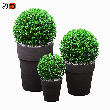 Three Round Boxwood Bushes in Ceramic Pots. 3D model image 1 