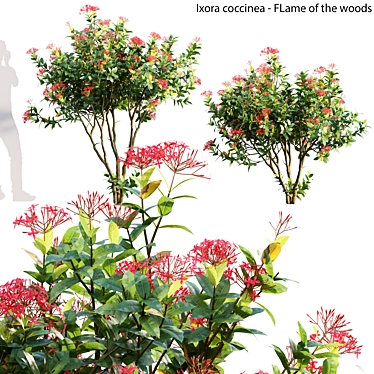 Flame Woods Ixora 3D Models 3D model image 1 