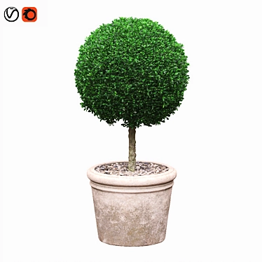 Round Boxwood Bush in Pot 3D model image 1 