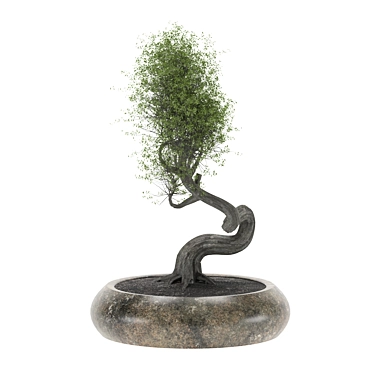 2015 Bonsai Tree Sculpture 3D model image 1 