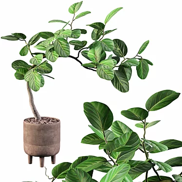 Tropical Elegance: Ficus Benghalensis 3D model image 1 