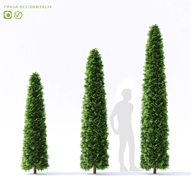 Premium Thuja occidentalis - Exquisite Collection 3D model image 1 