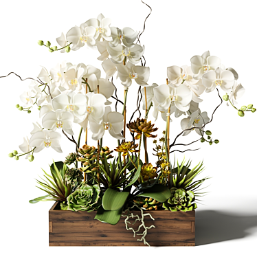 Elegant White Orchid & Succulent Arrangement 3D model image 1 