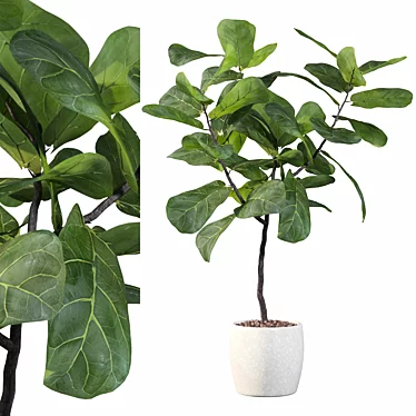 Ficus Lyrata Terrazio Pot 3D model image 1 