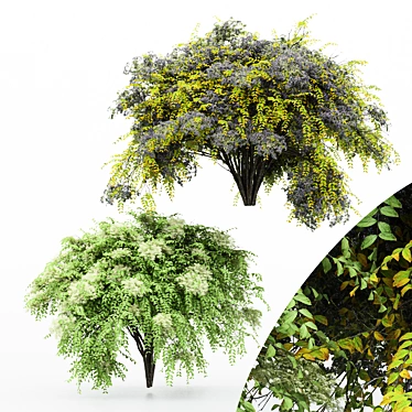 Japanese Angelica: Exquisite Bush Collection 3D model image 1 