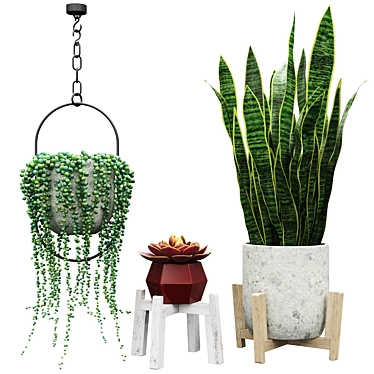 Indoor Plant Set: Senecio, Echeveria, Sansevieria 3D model image 1 