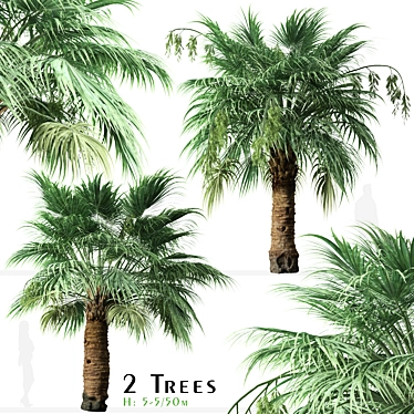 Blue Hesper Palm Delight - Set of 2 3D model image 1 