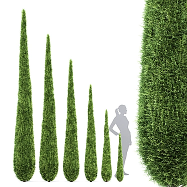 Italian Cypress: Tall, Stunning, Timeless 3D model image 1 