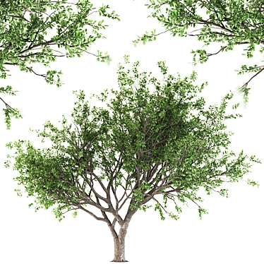 Tang Dynasty Loquat Tree 3D model image 1 