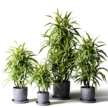 Fragrant Dracaena in Gray Pots 3D model image 1 