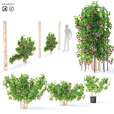 Premium Blackberry Bushes | Fresh and Juicy Blackberries 3D model image 1 