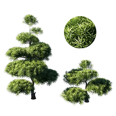 Macro Podocarpus - 2013 3D Model 3D model image 1 