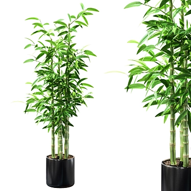 Houseplant Oil