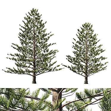 Premium Araucaria Norfolk Island Pine 3D model image 1 