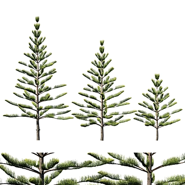 Araucaria Heterophylla: Exquisite Indoor Decor 3D model image 1 