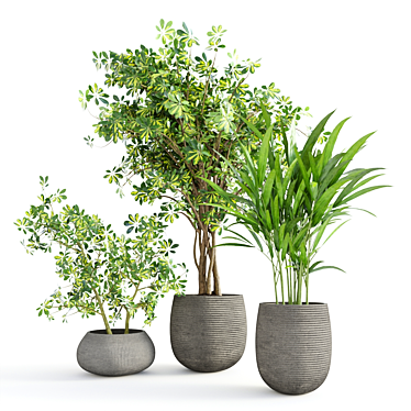 Tropical Indoor Plant Set 3D model image 1 