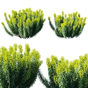 Mediterranean Spurge: Elegant 3D Model 3D model image 1 