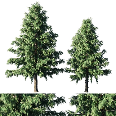 Cedrus Deodara 2013: 3D Max Modeling 3D model image 1 