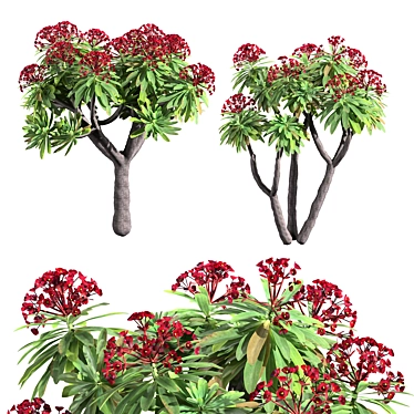 Euphorbia Atropurpurea 3D Model 3D model image 1 