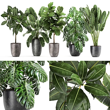 Tropical Plant Collection: Ficus, Banana, Monstera 3D model image 1 