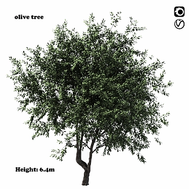Towering Olive Tree - 6.4m Height 3D model image 1 