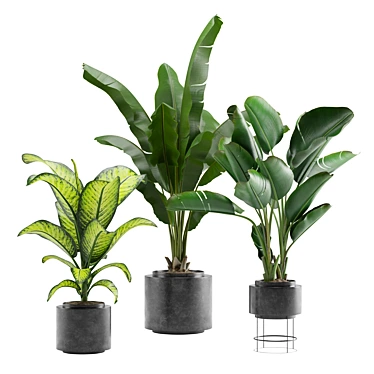 Tropical Oasis Indoor Plant Pack 3D model image 1 