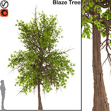 Maple Mastery 3D model image 1 