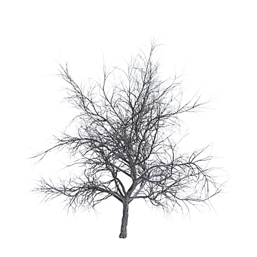 Exterior Scene Ready Bare Tree 3D model image 1 