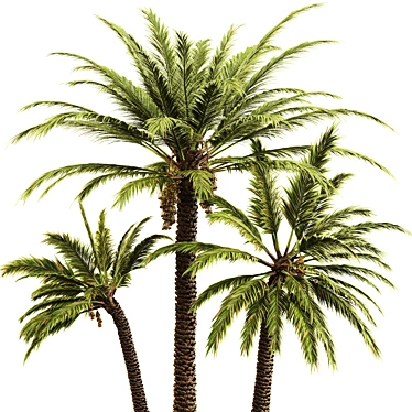 Elegant Date Palm Tree 3D model image 1 