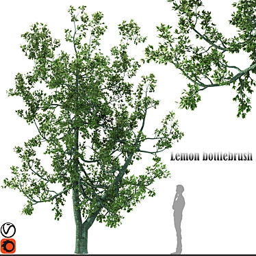 Australian Lemon Bottlebrush 3D model image 1 