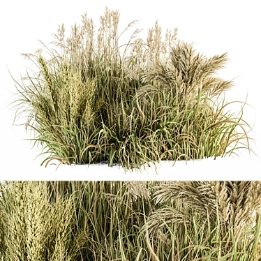 Pampas Bush Set 54: Dried & Fresh 3D model image 1 