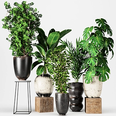 Five Plant Collection - Indoor/outdoor Ornamental Plants 3D model image 1 